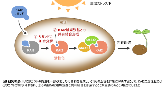 高温ストレス下で植物の発芽を調節できるタンパク質の活性化機構を解明～植物の高温発芽阻害の解決に向けた新たな知見を提供～