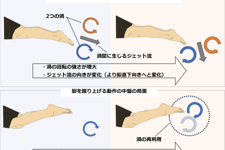 キック泳では泳ぐスピードの違いで足部周りの渦の構造が変化する
