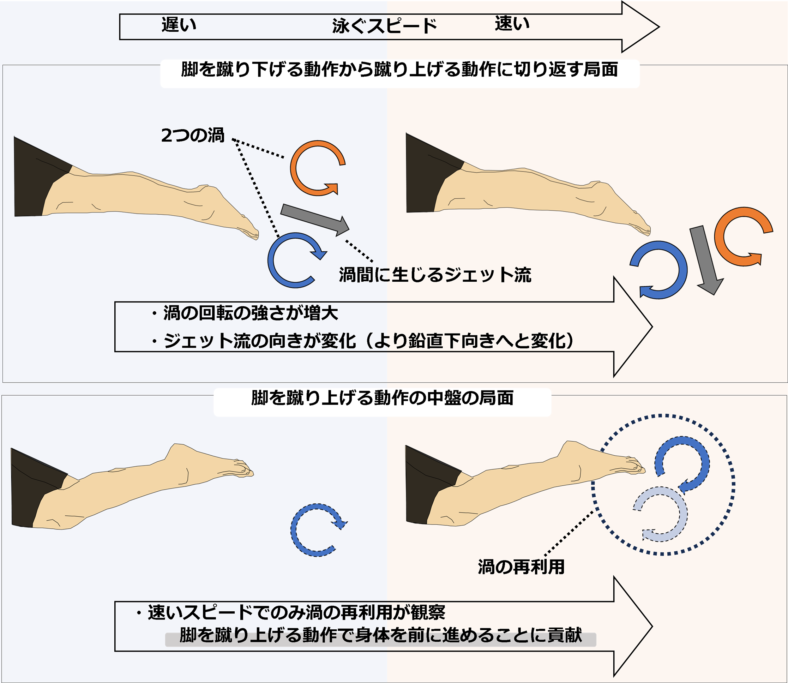 キック泳では泳ぐスピードの違いで足部周りの渦の構造が変化する