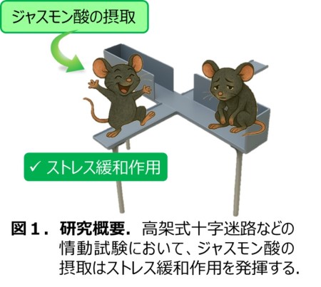 植物ホルモンとして知られていたジャスモン酸が動物で精神的ストレスの低減効果を発揮する新しいメカニズムを解明