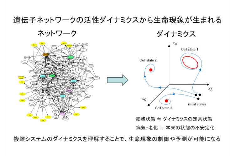 第6回現象数理学拠点リモートセミナー「生命のネットワークシステムを数理で解く」│MIMS