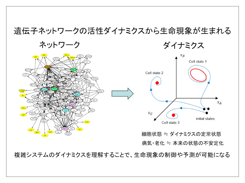 第6回現象数理学拠点リモートセミナー「生命のネットワークシステムを数理で解く」│MIMS
