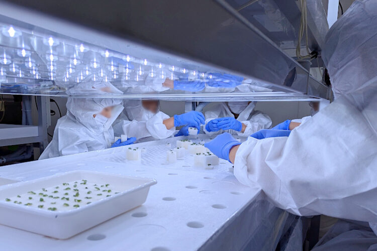 小学生対象「植物工場でやさいを育ててみよう」を開催│植物工場基盤技術研究センター