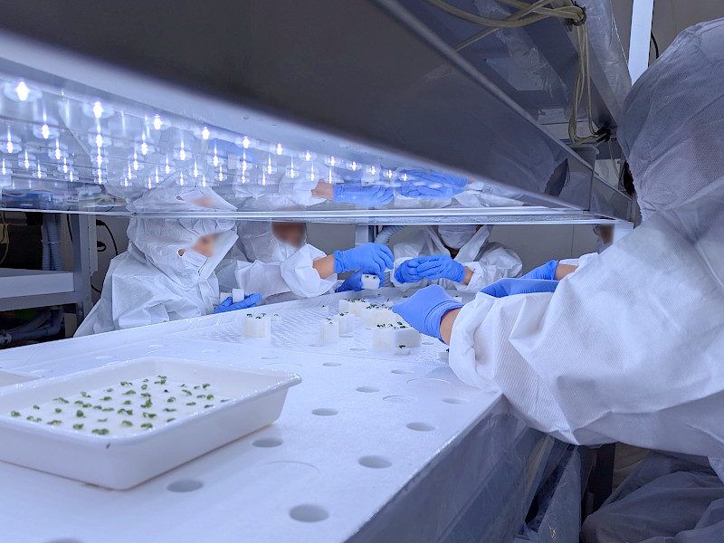 小学生対象「植物工場でやさいを育ててみよう」を開催│植物工場基盤技術研究センター