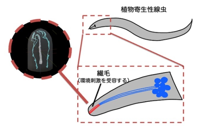 植物寄生性線虫が持つユニークな感覚ニューロンの微細構造と進化的起源を明らかに