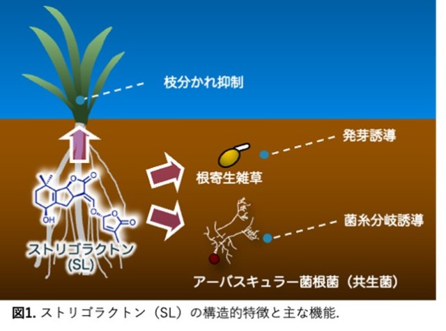 植物シグナル分子「ストリゴラクトン」の機能解析や検出を素早く定量的に行う技術を開発