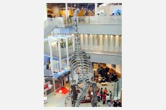 特別講義「ミュージアム・エデュケーターの仕事」｜文学研究科