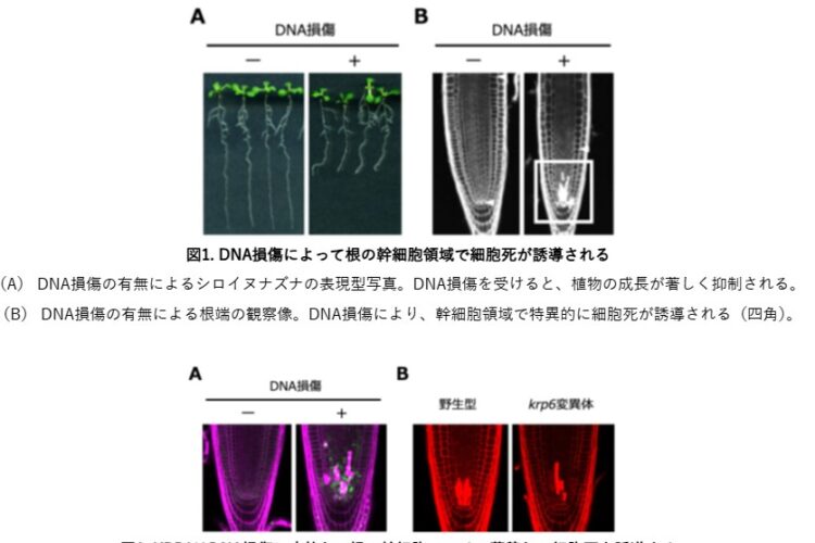 植物がDNAの傷ついた幹細胞を取り除く仕組みを発見