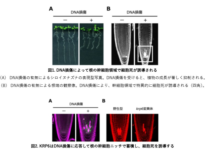 植物がDNAの傷ついた幹細胞を取り除く仕組みを発見