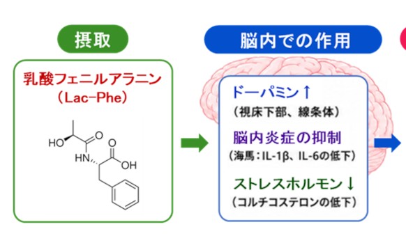 発酵食品に含まれる乳酸フェニルアラニンが動物で精神的ストレスの低減効果を発揮する新しいメカニズムを解明