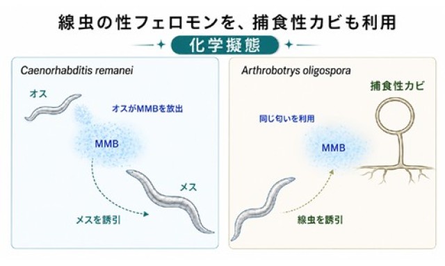 捕食者の罠は「恋の匂い」だった～線虫で初めて「空気中を漂う性フェロモン」を同定～